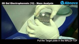 2D Gel Electrophoresis 12 Mass Analysis [upl. by Honniball]