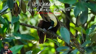 Lesser Bird of Paradise  Mysterious Papua [upl. by Adnohsor]