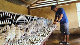 Amazing Modern QUAIL FARMING  Massive Egg Quail Production How to gender your quail  Ep 5 [upl. by Niwroc]