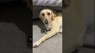 Anyone else’s dog like this 😅 dog funny labrador [upl. by Frasier]