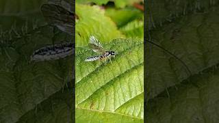 a delicate Ichneumon wasp possibly an Acrotomus [upl. by Yanaj]