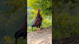 Aseel vs kadaknath vs leghorn rooster 🐔🐓🐔🐓🐔🐓youtubeshorts shorts [upl. by Hagood]