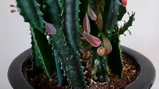 오채각 홍채각채운각 키우기 How to grow Euphorbia Trigona  African milk Tree [upl. by Giesecke]