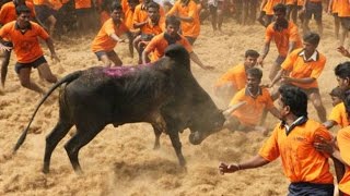 Jallikattu Bulls 2017  Jallikattu Craze [upl. by Bondie]