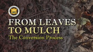 From Leaves to Mulch The Conversion Process [upl. by Frentz]