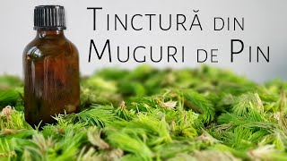 Tinctura din muguri de pin [upl. by Dreyer]