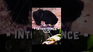 Sloth Bear Vs Jaguar animals whoisstrongest edit [upl. by Murphy]