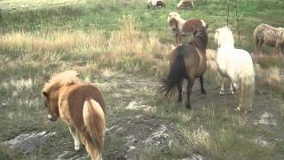 Etalon mini shetland avec les poulinières suitées de lélevage de La Fouasserie [upl. by Gilead705]