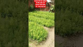 Shatavar ki pod ke liye Sampark Kare 917983708248 Shatavari plant shots viral shortsyoutube [upl. by Alletsyrc]