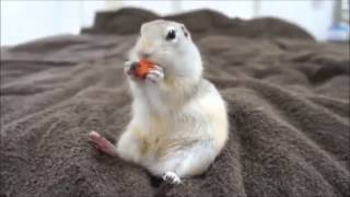 Prairie Dog eats carrot [upl. by Eniak]