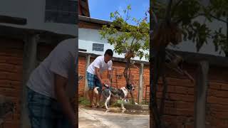 Dog bathing foryou dog funny fyp viralshorts shorts ytshorts mukbang spiderman cute car [upl. by Tyler568]