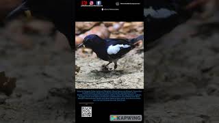 Orientalmagpie Robin birds birdenthusiast birdsofinstagram wildlife birdspecies birdwatcher [upl. by Patsis]