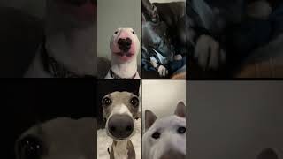 Winston with meme dogs dog funny awwpets shortvideos trending aww pets awwnimals pitbull [upl. by Gaw795]