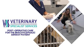 Postoperative care for the brachycephalic airway patient [upl. by Rraval]