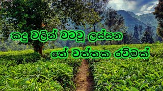 කදු වලින් වට වූ ලස්සන තේ වත්තක රවුමක්  Discover Worlds Best Tea Land Secrets travel [upl. by Lanie641]