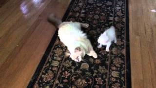 Azureys Balinese Cats mommy cat playing with kitten [upl. by Nnylyak]