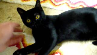 Bombay kitten with a cute purr [upl. by Raamaj347]