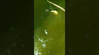 😇Best hooking❤part14subscrieblikefishingvideomany fishshorttrendingviralshort [upl. by Eniarral213]