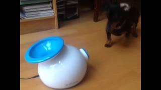 Crusoe the Celebrity Dachshund plays with his new iFetch [upl. by Cozza]