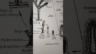 Life cycle of Obelia [upl. by Uamak]