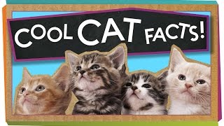 3 Cool Facts About Cats [upl. by Esilram618]