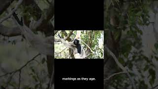 Fast FACTS About Colobus Monkey facts animalfacts nature animals [upl. by Cuthburt]