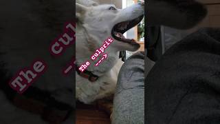 Husky Wont Stop FARTING 🤣😱 [upl. by Akienaj366]