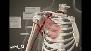 Axilla Axillary Fossa  Anatomy  Physical Therapy [upl. by Gans359]