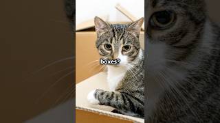 Why Cats Are Obsessed with Boxes The Science Behind Feline Behavior Cats CatBehavior FelineFacts [upl. by Tterrab442]