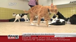 Les chats de plus en plus abandonnés [upl. by Lunette]