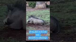 Hakuna Matata en la vida real humor memes shorts video fyp motivation [upl. by Leyameg]