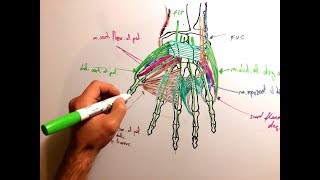 Mușchii mâinii [upl. by Bocock]