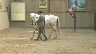 Video Bent Branderup Akademische Reitkunst  wwwBodenarbeitOnlinede [upl. by Florine]