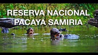 Reserva Nacional Pacaya Samiria [upl. by Atteiluj866]