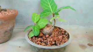 Tamarisk Tree Bonsai  Little Bonsai Making  Make Your Own Bonsai Tree Jhao tree bonsai [upl. by Oliva]