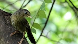 高雄市的台灣畫眉（20150824） [upl. by Gerita456]