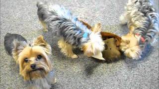 Yorkies Playing Together Peacefully [upl. by Peers]