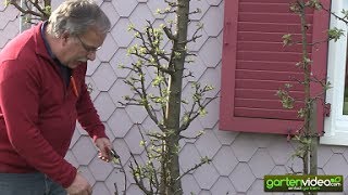 Wie schneide ich einen älteren Malini Apfelbaum Säulenapfelbaum [upl. by Alamaj635]