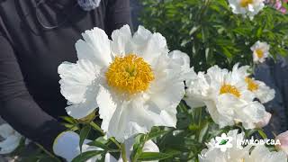 Krinkled White peony Кринклед Уайт пион Пулков сад [upl. by Aissat]