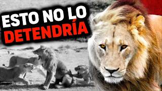 EL REGRESO ÉPICO de un León EXPULSADO DE LA MANADA por las Leonas  León Simba Jr [upl. by Llenrev484]