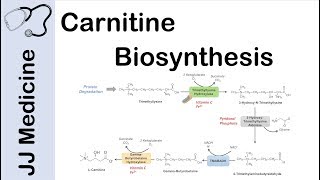 Carnitine Biosynthesis Pathway [upl. by Adnahsat]