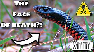 How DEADLY Is The BITE Of The RED BELLY BLACK SNAKE [upl. by Meit950]