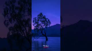 The Wanaka Tree A Breathtaking Timelapse Journey  New Zealands Iconic Beauty [upl. by Burtis]