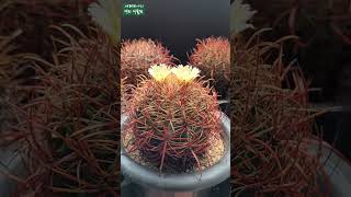 호두 선인장의 꽃과 페로칵투스 선인장 감상하세요Ferocactus cylindraceus Shorts [upl. by Natloz883]