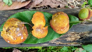 Foraging for wild Lakoocha Artocarpus lacucha in Borneo Jungle [upl. by Anomahs]