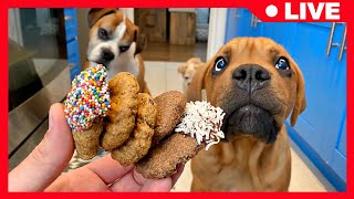 DIY Dog Cookies 🐶🍪 [upl. by Ripley]