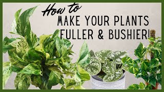 How to Make Your Plants Fuller and Bushier [upl. by Jelena]