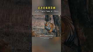 當老虎來到非洲，就像是來到了自助餐廳！shorts nature wildlife animal wildanimals animals [upl. by Ttennaj]