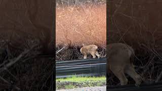 Animal Moments  Deer Licks an Itch Before Vanishing Into the Bushes [upl. by Adihahs]