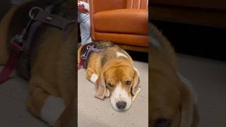 Germy waiting for doctor appointment pets beagle [upl. by Seth538]